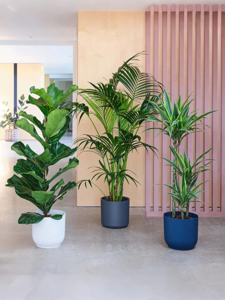 plants