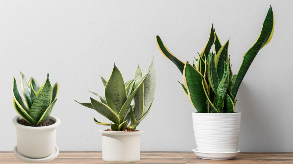 AFRICAN SNAKE PLANTS CULTURAL MEANING