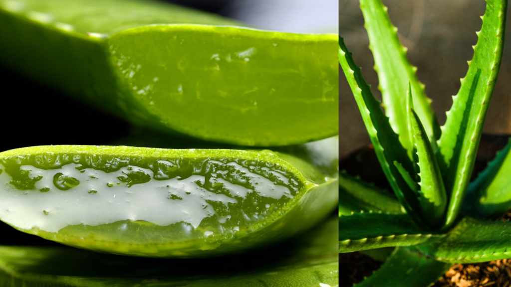 AALOE VERA CULTURAL MEANING