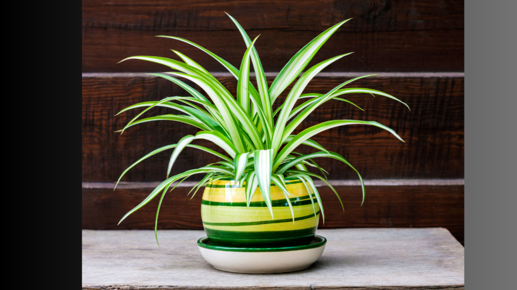 spider plant for fathers day gift
