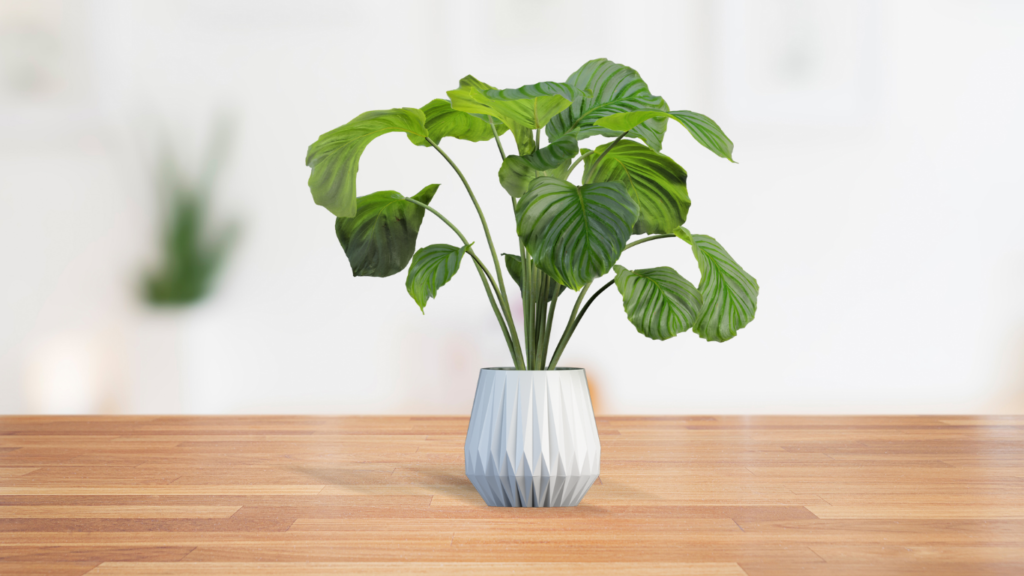 ZZ PLANTS MEANING AND CARE