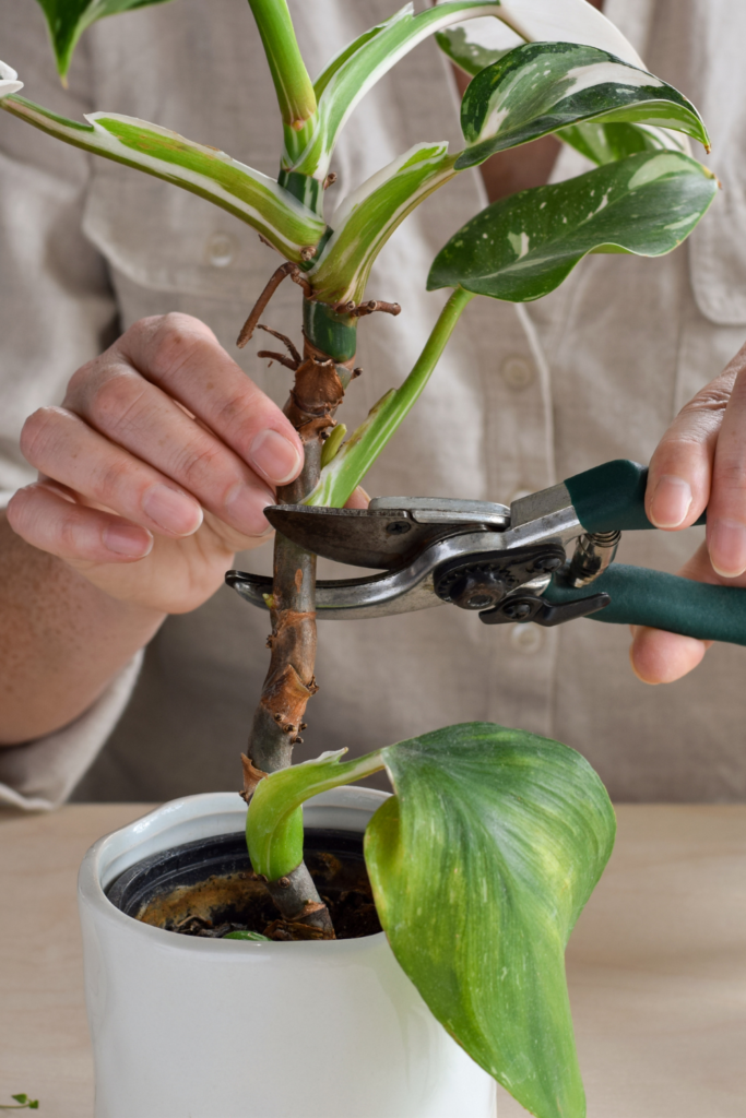 propagating African Indoor Plants